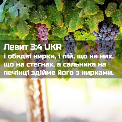 Picture 02 - Левит 3:4 UKR - і обидві нирки, і лій, що на - Bible Verse Picture