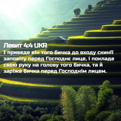 Picture 02 - Левит 4:4 UKR - І приведе він того бичка до - Bible Verse Picture