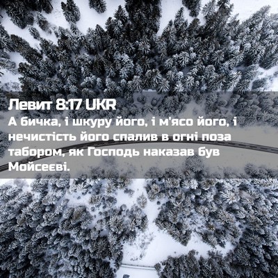 Picture 02 - Левит 8:17 UKR - А бичка, і шкуру його, і - Bible Verse Picture