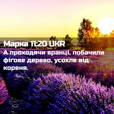 Picture 02 - Марка 11:20 UKR - А проходячи вранці, - Bible Verse Picture