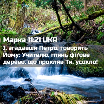 Picture 02 - Марка 11:21 UKR - І, згадавши Петро, говорить - Bible Verse Picture