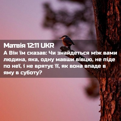 Picture 02 - Матвія 12:11 UKR - А Він їм сказав: Чи - Bible Verse Picture