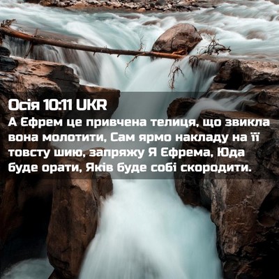 Picture 02 - Осія 10:11 UKR - А Єфрем це привчена телиця, - Bible Verse Picture