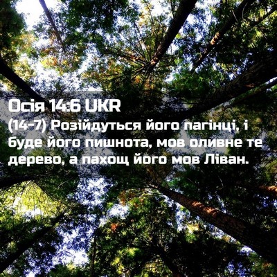 Picture 02 - Осія 14:6 UKR - (14-7) Розійдуться його - Bible Verse Picture