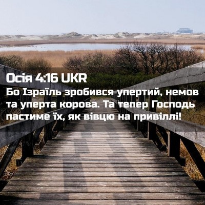 Picture 02 - Осія 4:16 UKR - Бо Ізраїль зробився - Bible Verse Picture