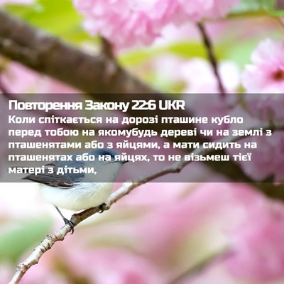 Picture 02 - Повторення Закону 22:6 UKR - Коли спіткається на дорозі - Bible Verse Picture