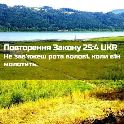 Picture 02 - Повторення Закону 25:4 UKR - Не зав'яжеш рота волові, - Bible Verse Picture