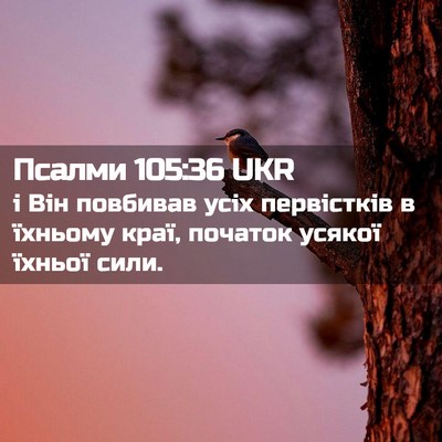 Picture 02 - Псалми 105:36 UKR - і Він повбивав усіх - Bible Verse Picture