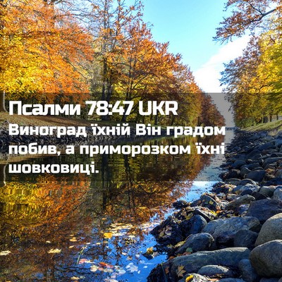 Picture 02 - Псалми 78:47 UKR - Виноград їхній Він градом - Bible Verse Picture