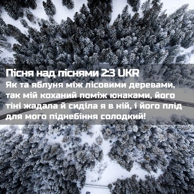Picture 02 - Пісня над піснями 2:3 UKR - Як та яблуня між лісовими - Bible Verse Picture