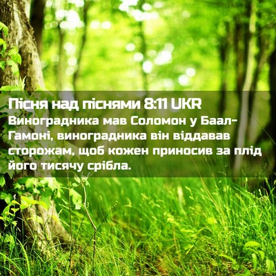 Picture 02 - Пісня над піснями 8:11 UKR - Виноградника мав Соломон у - Bible Verse Picture