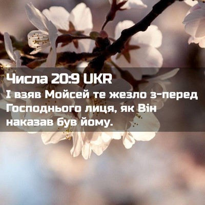 Picture 02 - Числа 20:9 UKR - І взяв Мойсей те жезло - Bible Verse Picture