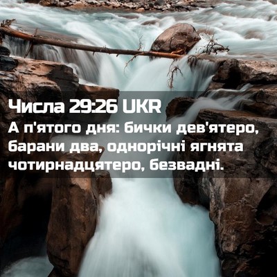 Picture 02 - Числа 29:26 UKR - А п'ятого дня: бички - Bible Verse Picture