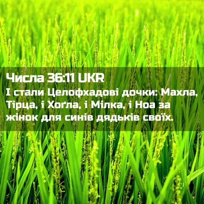 Picture 02 - Числа 36:11 UKR - І стали Целофхадові дочки: - Bible Verse Picture