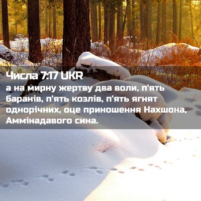Picture 02 - Числа 7:17 UKR - а на мирну жертву два воли, - Bible Verse Picture