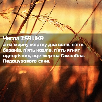 Picture 02 - Числа 7:59 UKR - а на мирну жертву два воли, - Bible Verse Picture