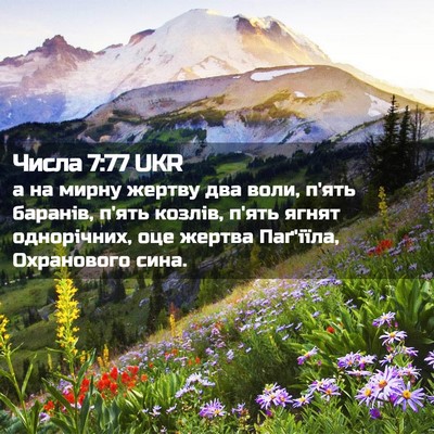 Picture 02 - Числа 7:77 UKR - а на мирну жертву два воли, - Bible Verse Picture