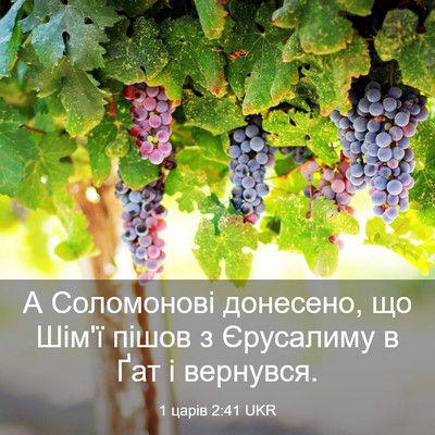 Picture 03 - 1 царів 2:41 UKR - А Соломонові донесено, що - Bible Verse Picture