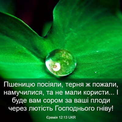 Picture 03 - Єремія 12:13 UKR - Пшеницю посіяли, терня ж - Bible Verse Picture