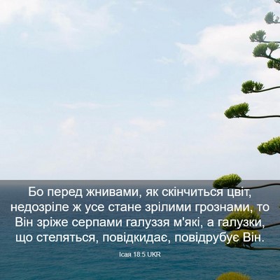 Picture 03 - Ісая 18:5 UKR - Бо перед жнивами, як - Bible Verse Picture
