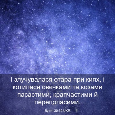 Picture 03 - Буття 30:39 UKR - І злучувалася отара при - Bible Verse Picture