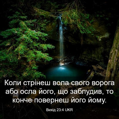 Picture 03 - Вихід 23:4 UKR - Коли стрінеш вола свого - Bible Verse Picture