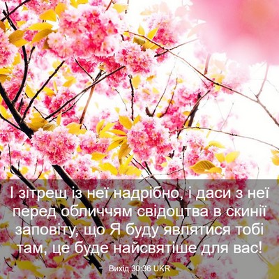 Picture 03 - Вихід 30:36 UKR - І зітреш із неї надрібно, і - Bible Verse Picture