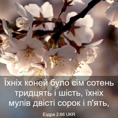 Picture 03 - Ездра 2:66 UKR - Їхніх коней було сім - Bible Verse Picture