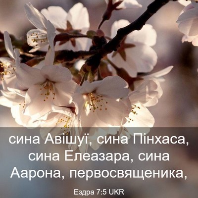 Picture 03 - Ездра 7:5 UKR - сина Авішуї, сина Пінхаса, - Bible Verse Picture
