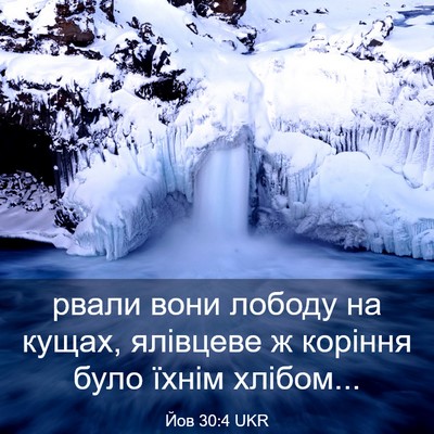 Picture 03 - Йов 30:4 UKR - рвали вони лободу на кущах, - Bible Verse Picture