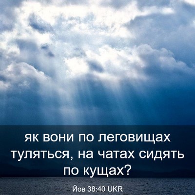 Picture 03 - Йов 38:40 UKR - як вони по леговищах - Bible Verse Picture
