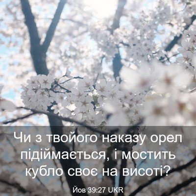 Picture 03 - Йов 39:27 UKR - Чи з твойого наказу орел - Bible Verse Picture