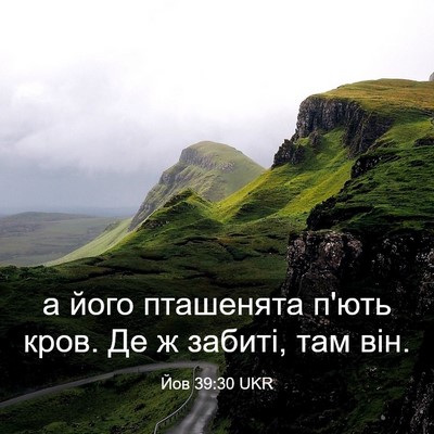 Picture 03 - Йов 39:30 UKR - а його пташенята п'ють - Bible Verse Picture