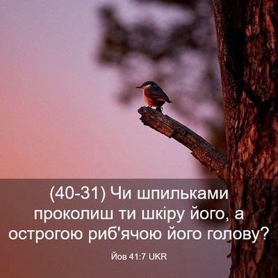 Picture 03 - Йов 41:7 UKR - (40-31) Чи шпильками проколиш - Bible Verse Picture