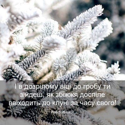 Picture 03 - Йов 5:26 UKR - І в дозрілому віці до гробу - Bible Verse Picture