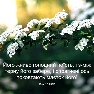 Picture 03 - Йов 5:5 UKR - Його жниво голодний - Bible Verse Picture