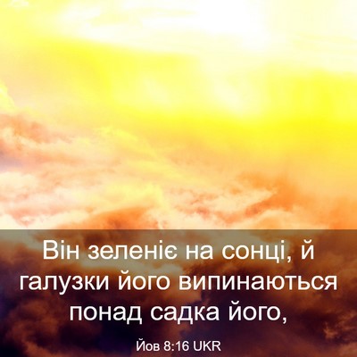 Picture 03 - Йов 8:16 UKR - Він зеленіє на сонці, й - Bible Verse Picture