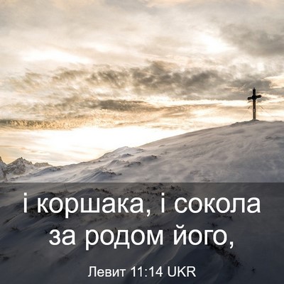 Picture 03 - Левит 11:14 UKR - і коршака, і сокола за - Bible Verse Picture