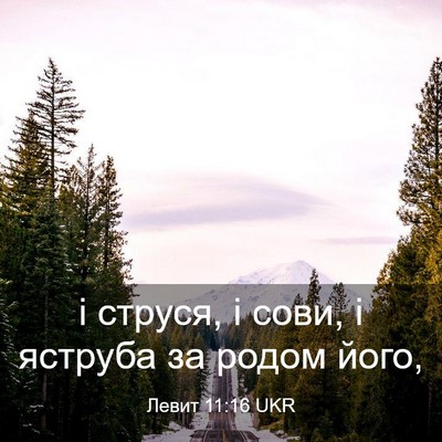 Picture 03 - Левит 11:16 UKR - і струся, і сови, і яструба - Bible Verse Picture