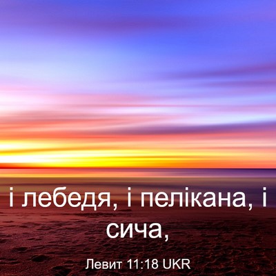 Picture 03 - Левит 11:18 UKR - і лебедя, і пелікана, і - Bible Verse Picture