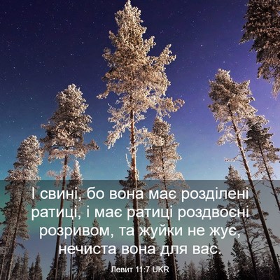 Picture 03 - Левит 11:7 UKR - І свині, бо вона має - Bible Verse Picture