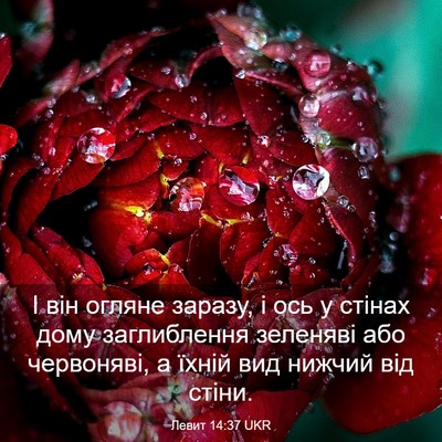 Picture 03 - Левит 14:37 UKR - І він огляне заразу, і ось у - Bible Verse Picture