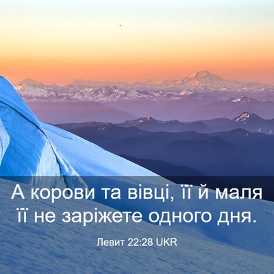 Picture 03 - Левит 22:28 UKR - А корови та вівці, її й маля - Bible Verse Picture