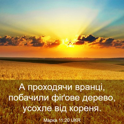 Picture 03 - Марка 11:20 UKR - А проходячи вранці, - Bible Verse Picture