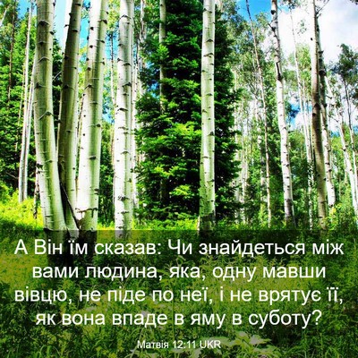 Picture 03 - Матвія 12:11 UKR - А Він їм сказав: Чи - Bible Verse Picture
