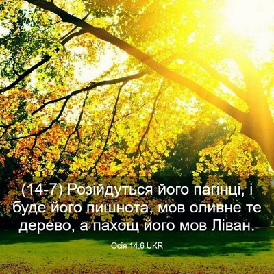 Picture 03 - Осія 14:6 UKR - (14-7) Розійдуться його - Bible Verse Picture