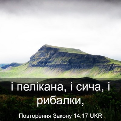Picture 03 - Повторення Закону 14:17 UKR - і пелікана, і сича, і - Bible Verse Picture