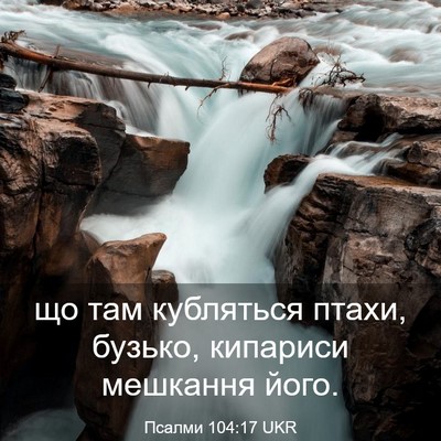 Picture 03 - Псалми 104:17 UKR - що там кубляться птахи, - Bible Verse Picture
