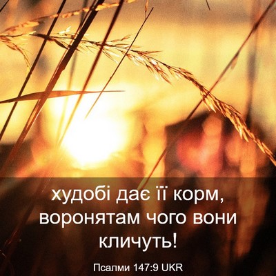 Picture 03 - Псалми 147:9 UKR - худобі дає її корм, - Bible Verse Picture