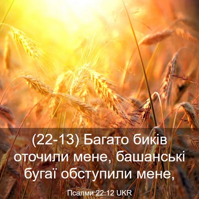 Picture 03 - Псалми 22:12 UKR - (22-13) Багато биків оточили - Bible Verse Picture